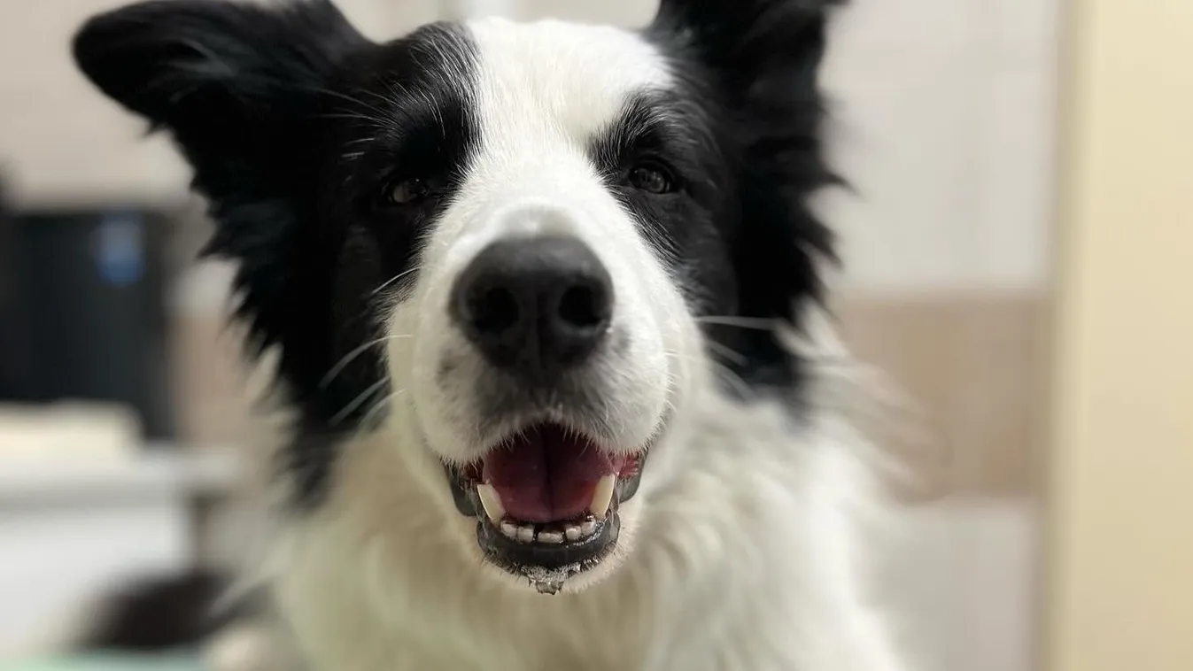 Bambusz életéért küzdenek, megmérgezték a magyar sztárkutyát