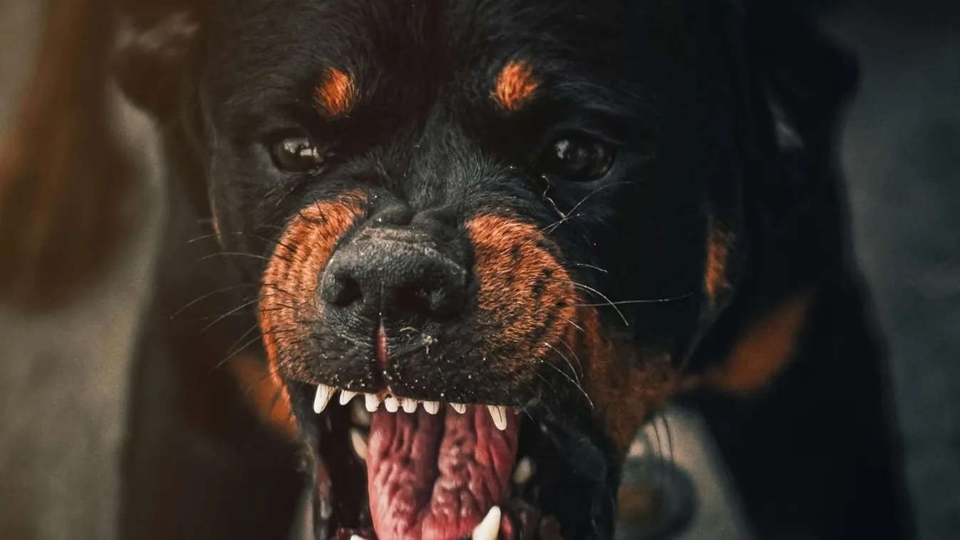 Miskolci kóbor eb marcangolta halálra a kiskutyát