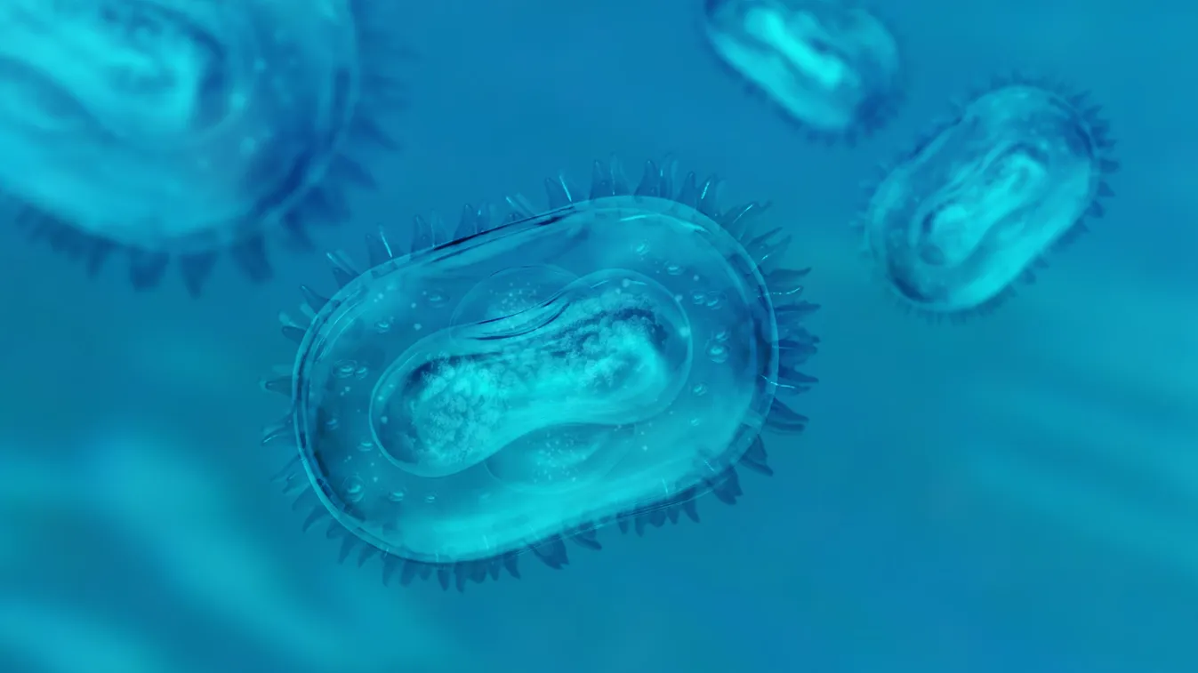 Egyszerre három vírus terjed Magyarországon