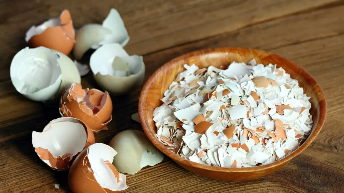 Tojáshéj Crushed,Egg,Shells,In,A,Bowl,On,The,Wood,Table.