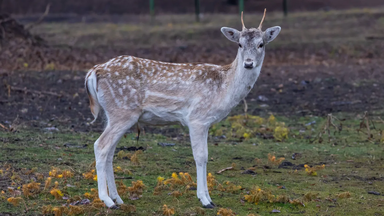 Fehér szarvasok a soltvadkerti csodavilágban – videó