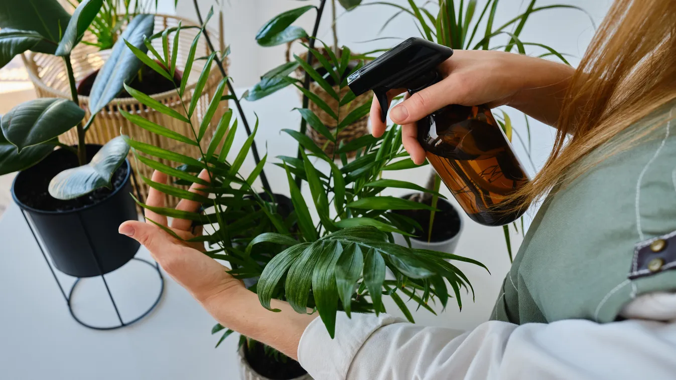 Ecet az egészséges növényekért: Természetes permet házilag