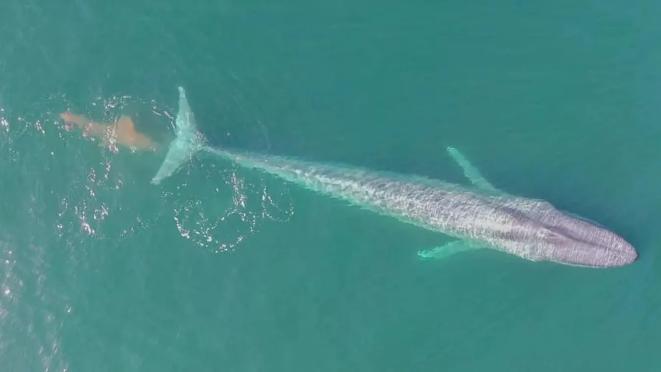 Szellentő bálnát hittek orosz tengeralattjárónak a britek