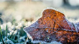 Szabad-e télen metszeni? Eláruljuk!