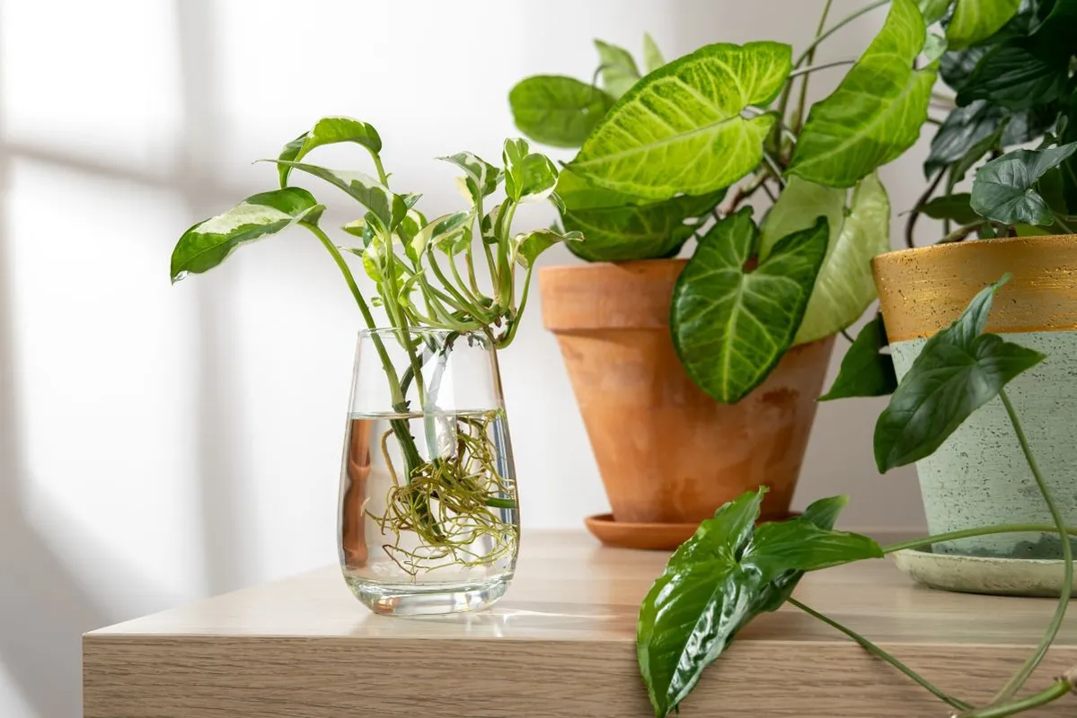 A szobanövények szaporítása rengeteg pénzt spórol.