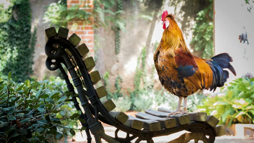 Szörnyű tragédia érte Gyurit, Kerkabarabás legszebb kakasát