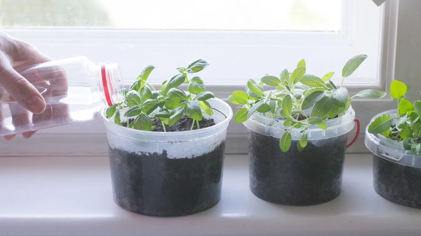 Ne várj tovább ezeket kezdd el azonnal palántázni