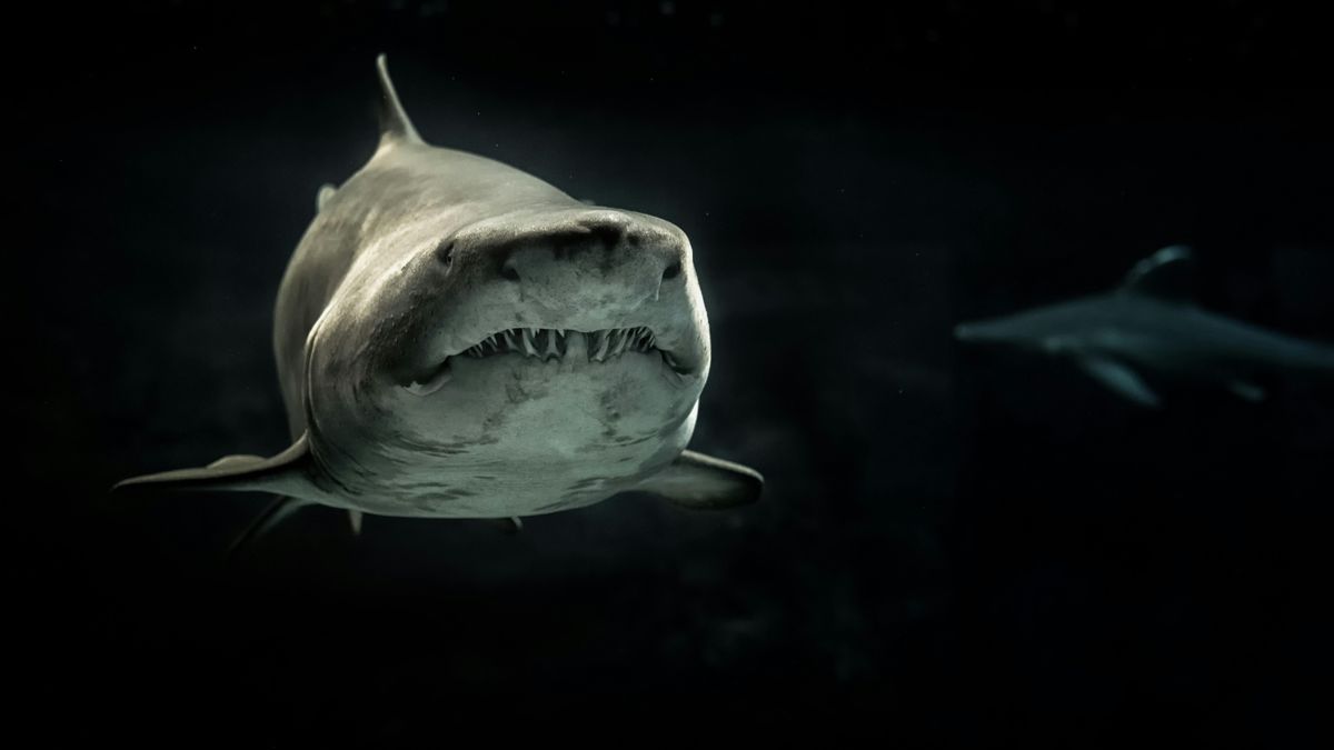 Az emberek meg vannak győződve arról, hogy mai napig létezik az ősi megalodon