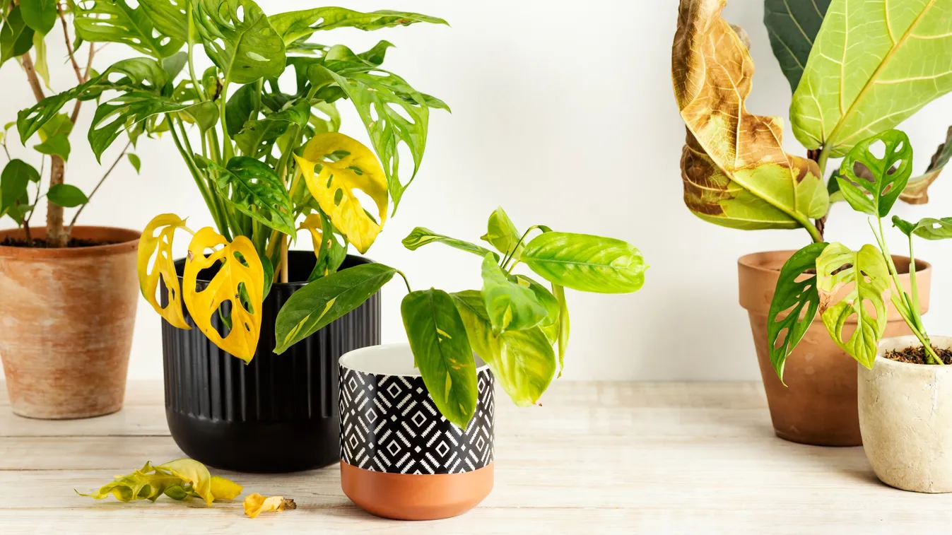 Így mentsd meg szobanövényeidet a fűtési szezonban