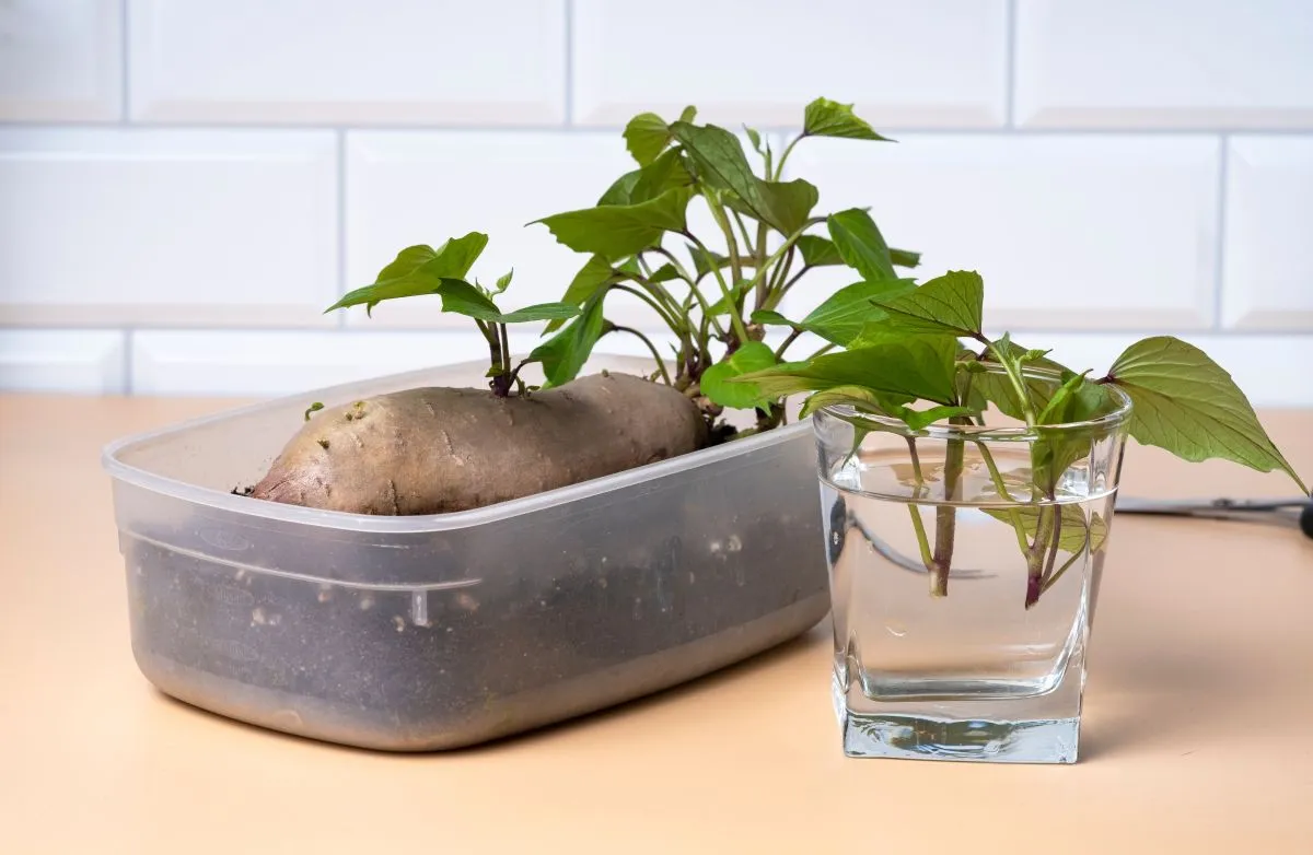 Az édesburgonya csíráztatása segít, hogy saját palántáid legyenek.