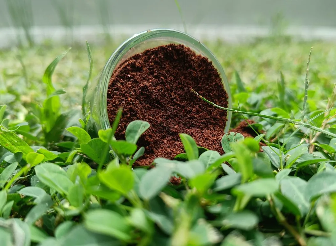 A kávézacc a fűre is jó hatással van.