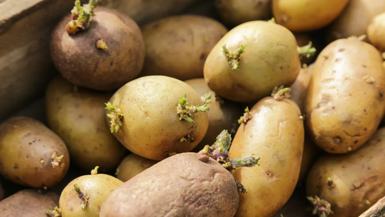 Ehető vagy sem a kicsírázott krumpli?