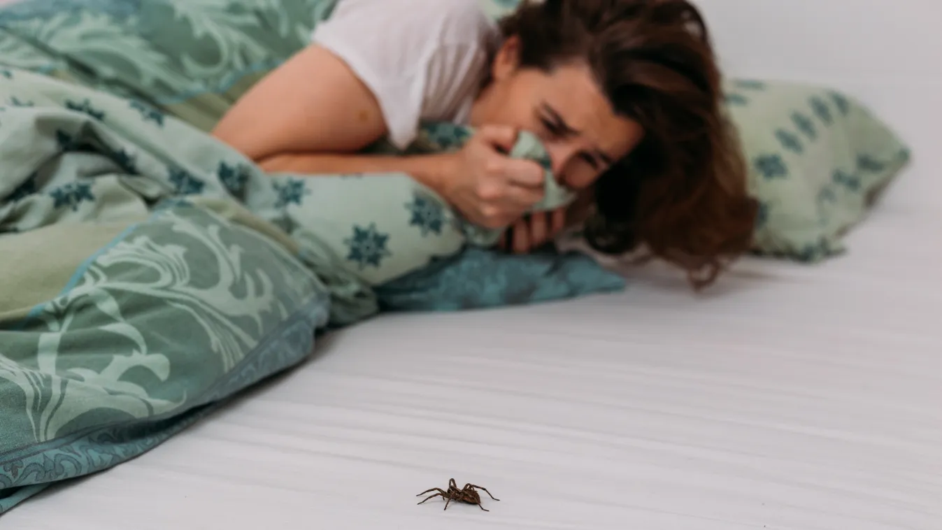 Trükk: Így szabadulj meg a pókoktól