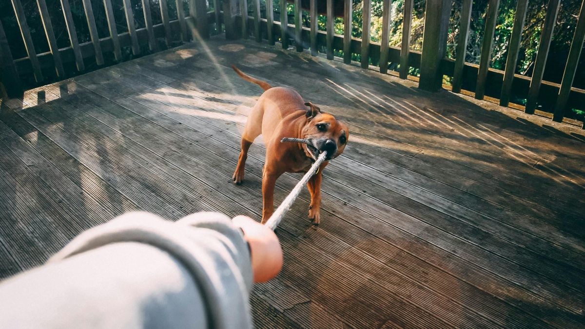 11 évet töltött kutyájával egy nő: ami ezután történt, arra nincsenek szavak!