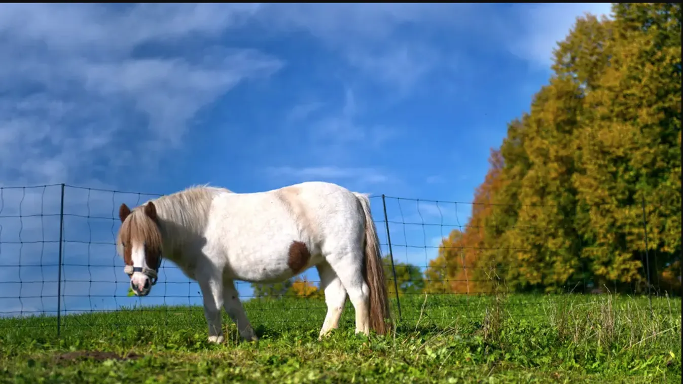 Megerőszakolt több pónit egy migráns