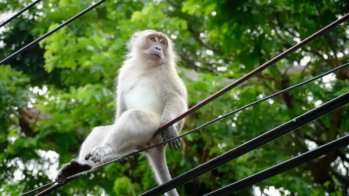 Egy majom miatt teljesen elment az áram Srí Lankán