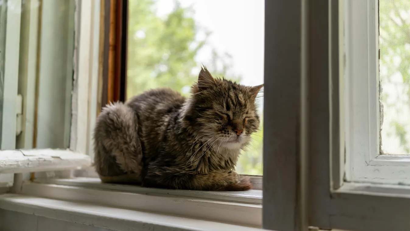 Nem bírta elviselni a macskákat: légpuskával lőtt rájuk