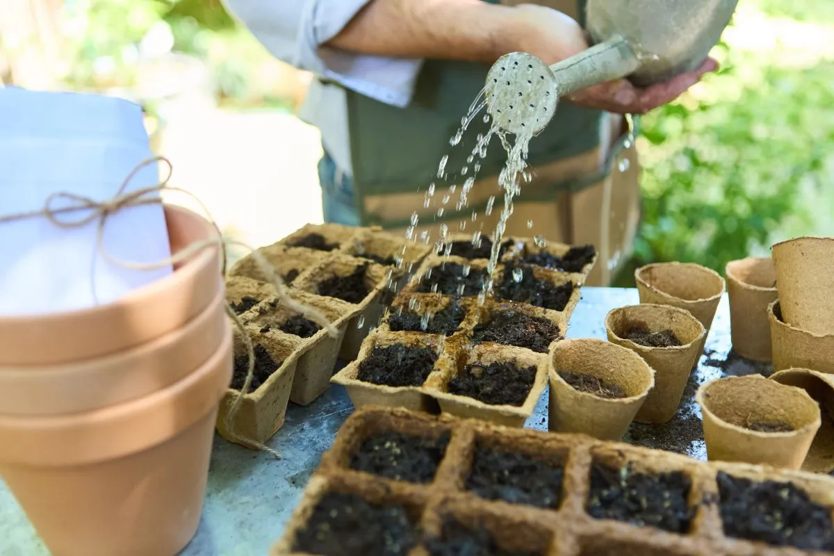 Ezekkel a zöldségekkel kezdődik a palántázás februárban.