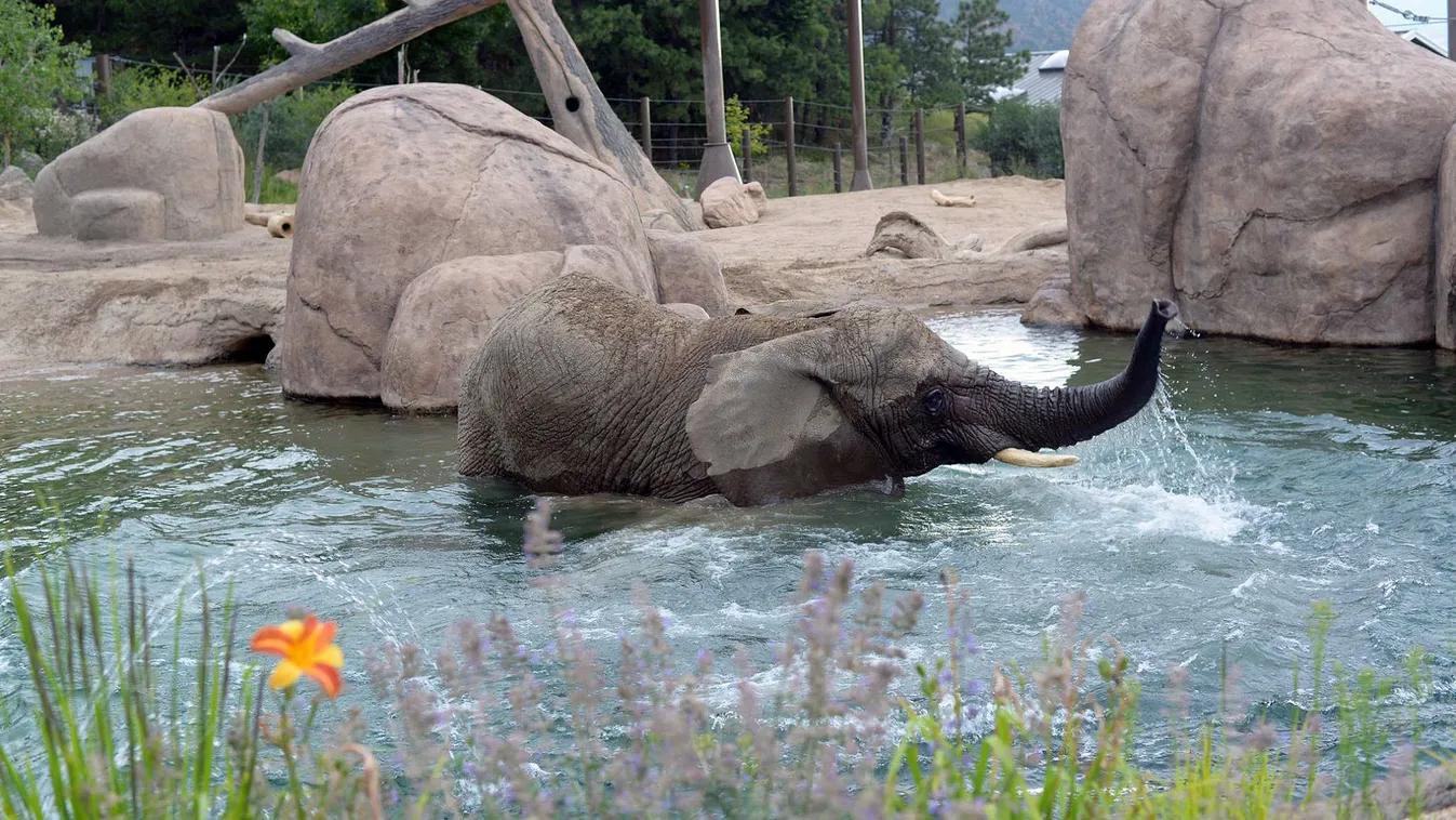 Kimondta az amerikai bíróság: az elefántok nem emberek