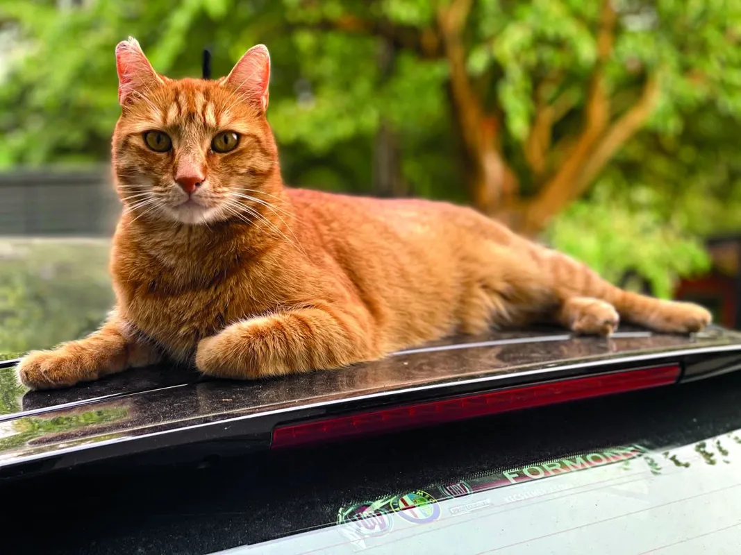 Hevér Gábor és a macskája, Frici, aki a legjobb fej a családban - RIPOST
