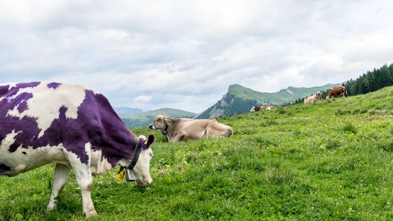 Összemegy több Milka termék