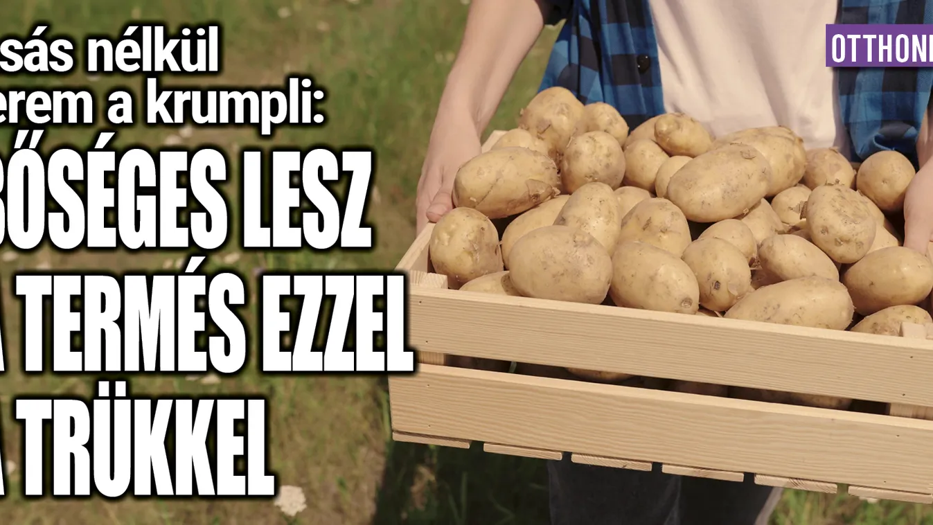 Ásás nélkül terem a krumpli: bőséges lesz a termés