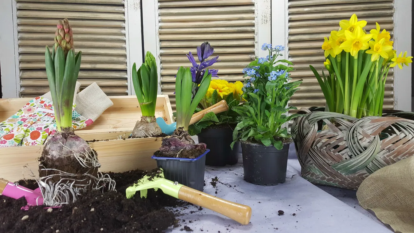 3 hagymás növény, amit először rakhatsz ki a teraszra