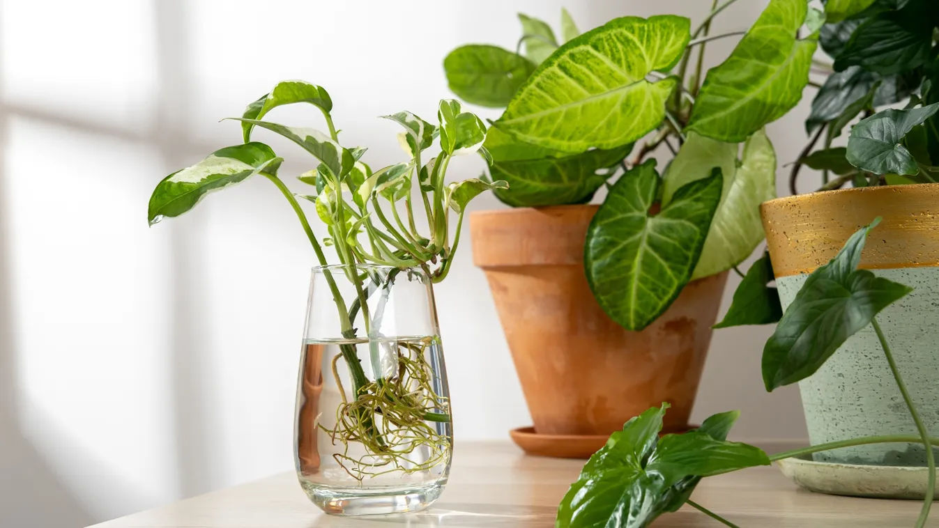 5 olcsó szobanövény, amit könnyen szaporíthatsz télen is