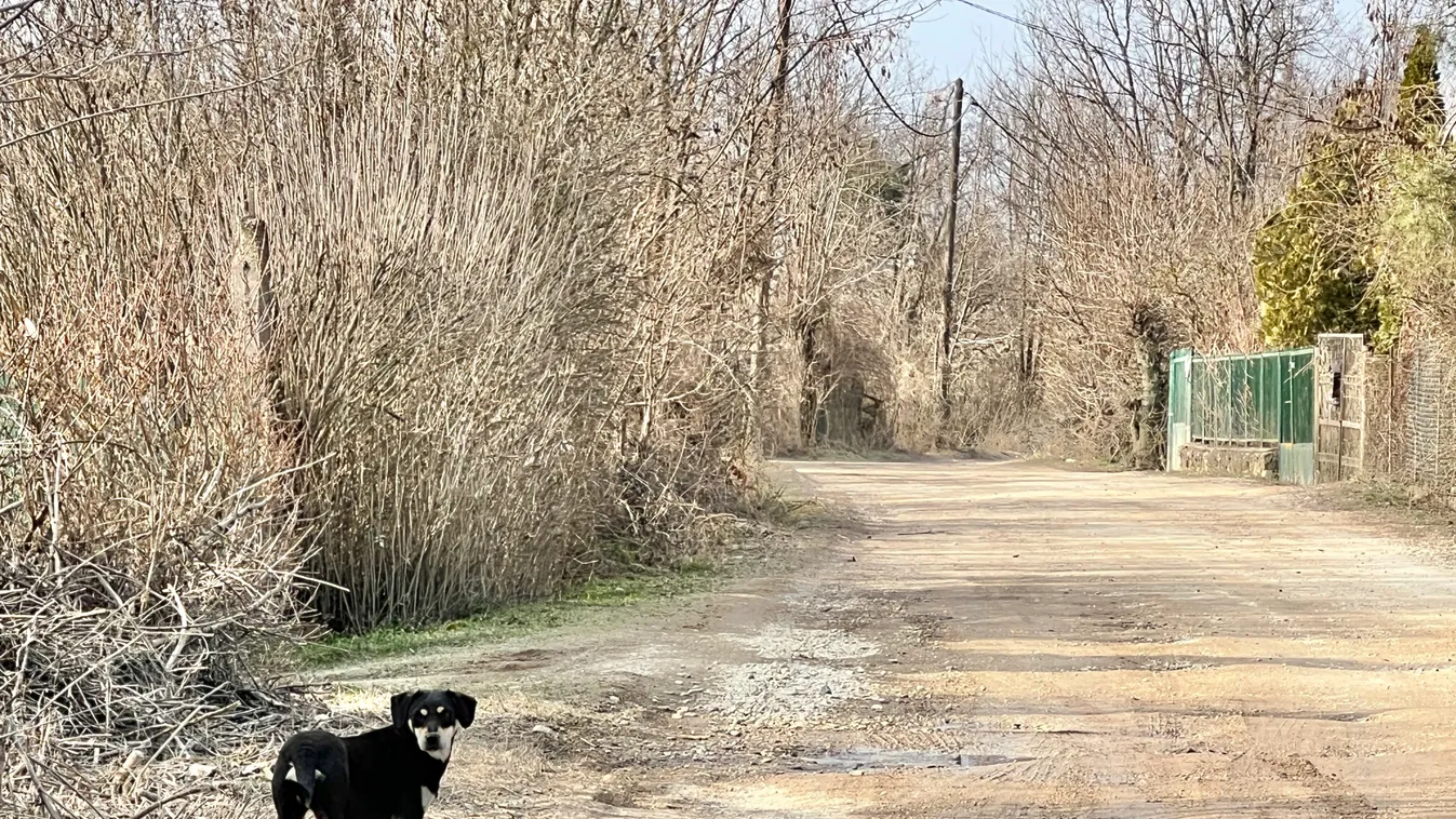 Ez okozta a kutyák által megtámadott férfi halálát