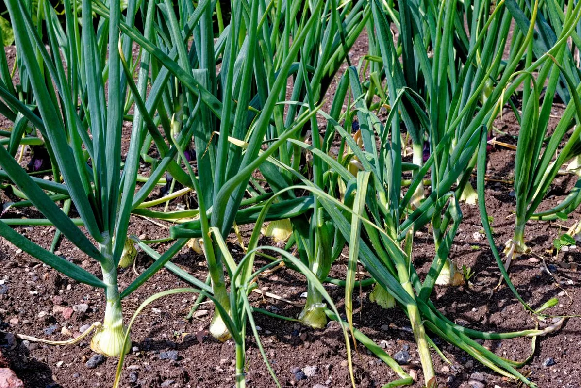 Hamarosan kezdődhet a hagyma termesztése.