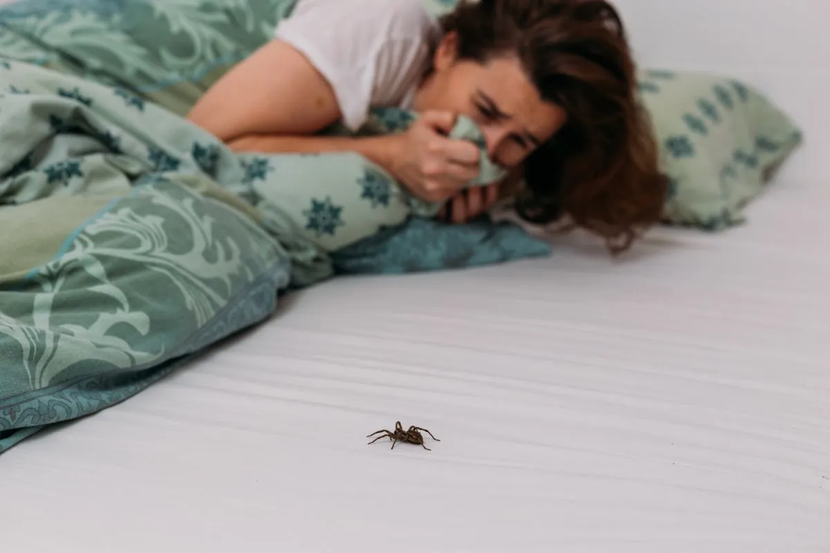 Trükk Woman,In,Bedroom,Terrified,By,Big,Spider,Crawling,Over,Her