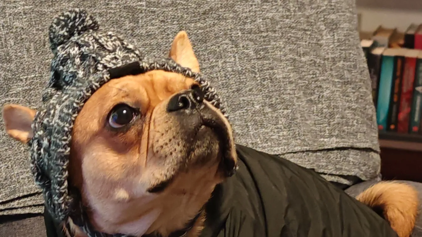 Vörös kód az országban: az állatok is veszélyben vannak