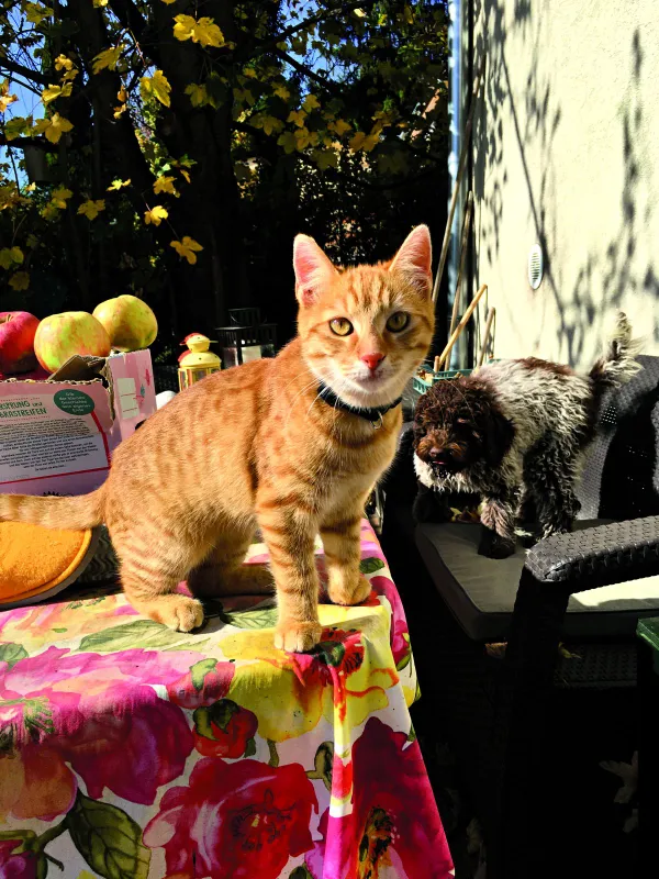 Hevér Gábor és a macskája, Frici, aki a legjobb fej a családban - RIPOST
