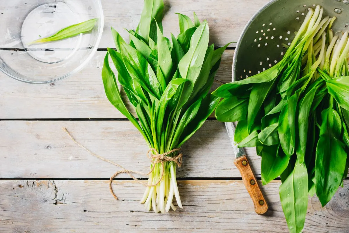 Fresh,Wild,Garlic,,Ramson,Leaves.,Spring,Seasonal,Food.