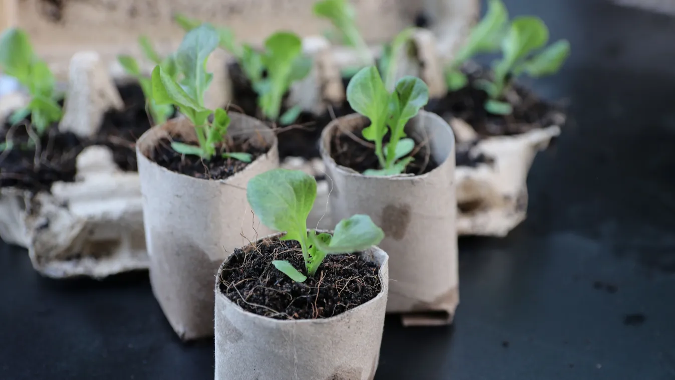 Ne dobd ki a WC papír gurigáját eszméletlen, mire jó