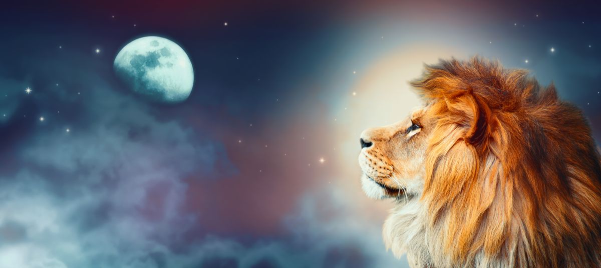 Februári telihold African,Lion,And,Moon,Night,In,Africa.,African,Savannah,Moonlight
