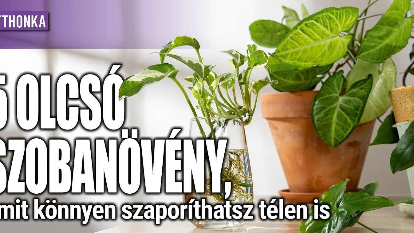 5 olcsó szobanövény, amit könnyen szaporíthatsz télen is