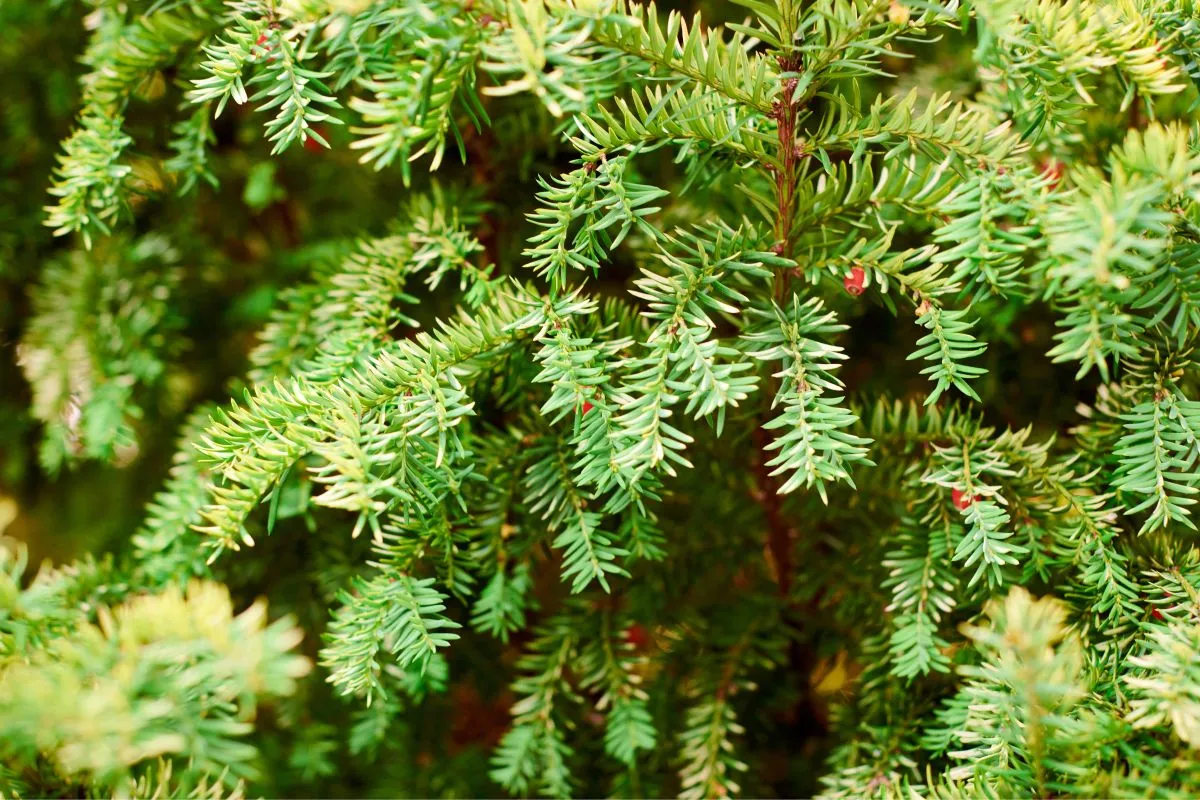 Sok mérgező fa lehet a kiskertekben, parkokban.