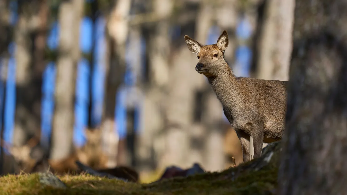Bizarr videó: szerelmes őzet kaptak lencsevégre Nógrádban