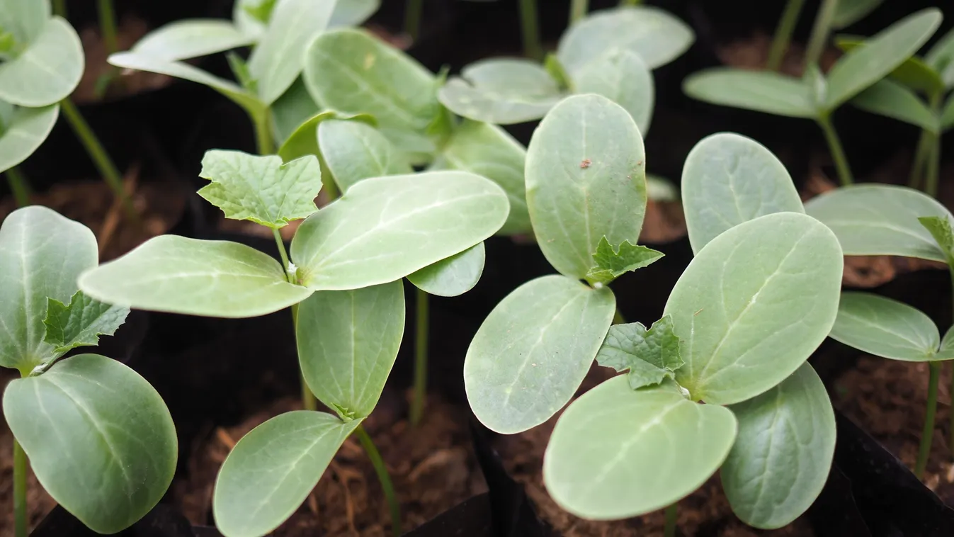 Itt a palántázás új módszere: zacskózz!