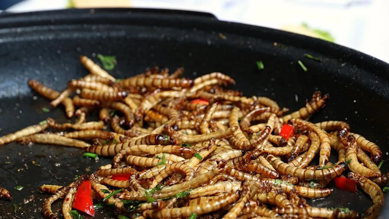 Újabb rovar alapú élelmiszert engedélyezett az EU