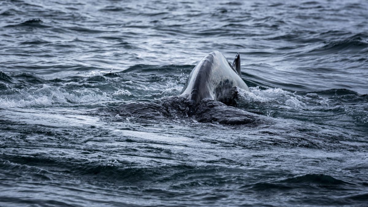 „Egy alakot láttam kiemelkedni a vízből, majd elmerülni” – lencsevégre kapták a Loch Ness-i szörnyet