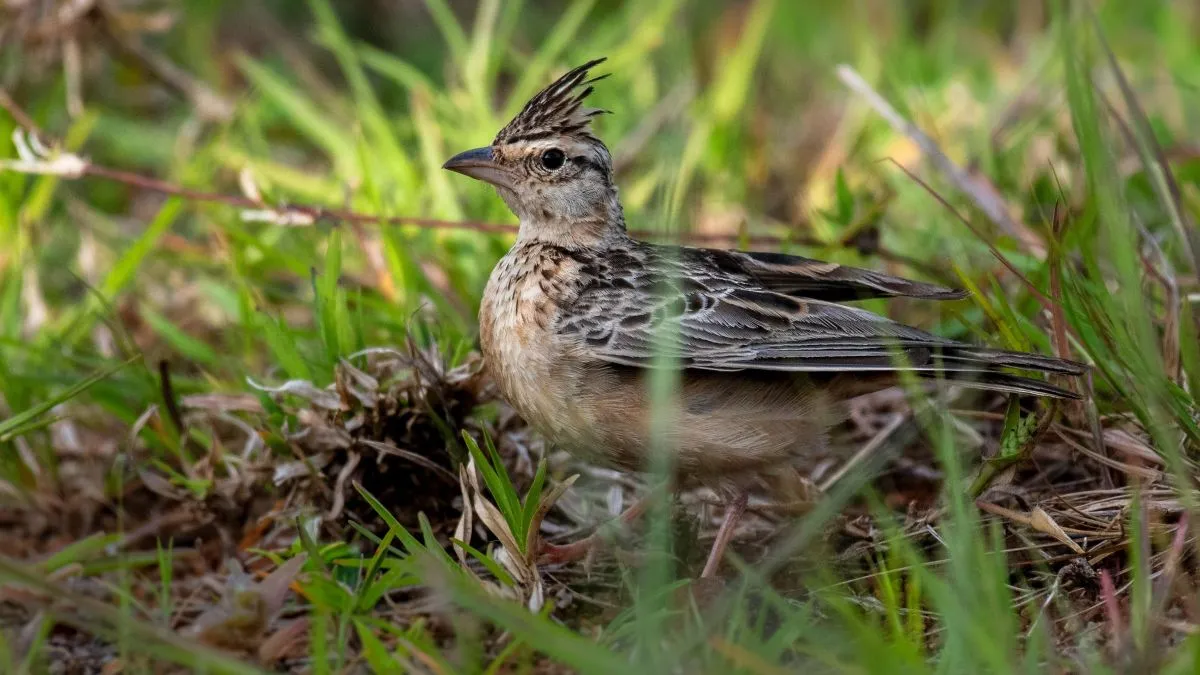 pacsirta, madár, tavasz, hiedelem, hagyomány, néphit, szokás, időjárás, Zsuzsanna napja, 