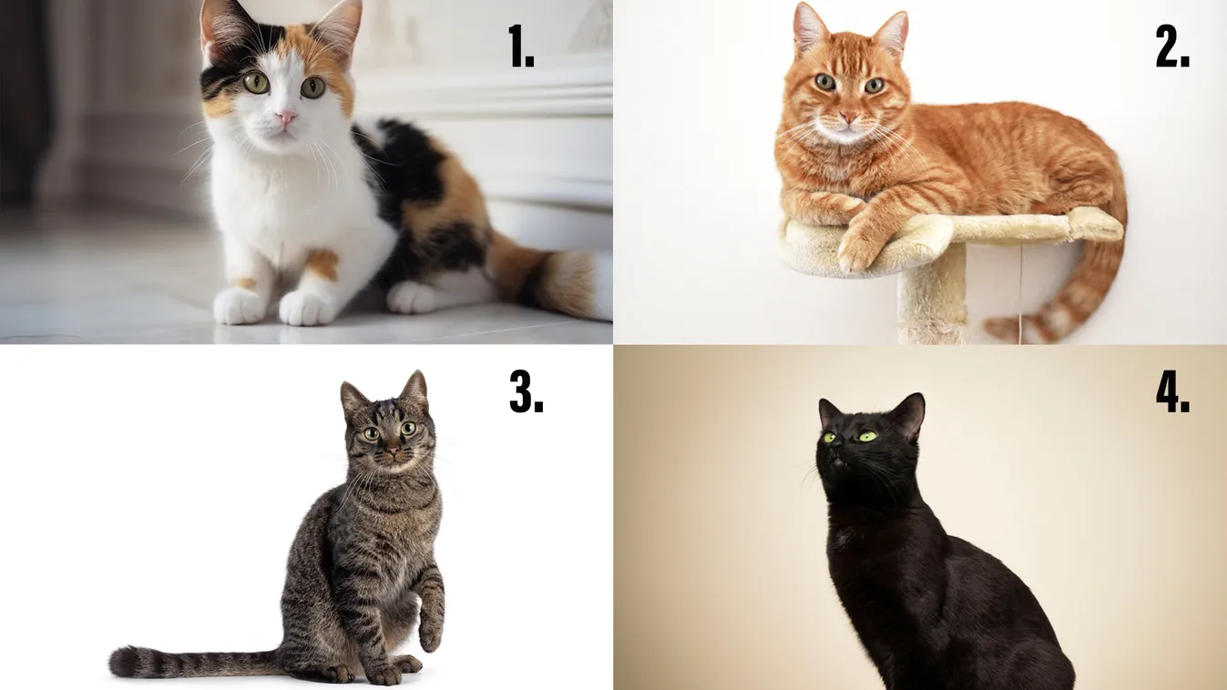 Válassz egy macskát, feltárulnak személyiséged titkai