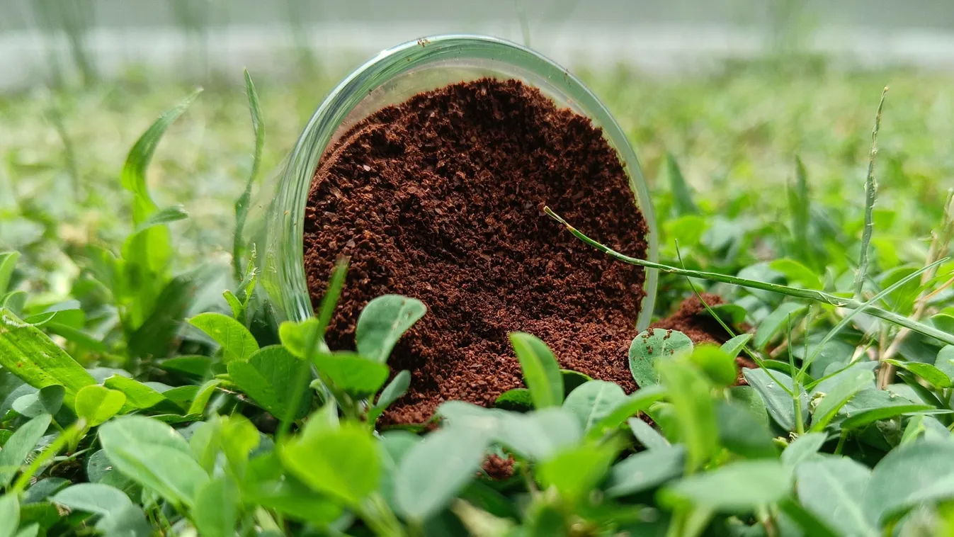 Tavasszal szórd a zaccot a gyepedre, nem bánod meg