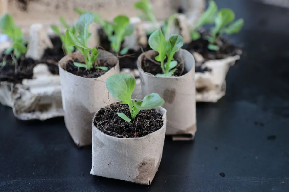 Jó, ha kéznél van néhány WC papír guriga.