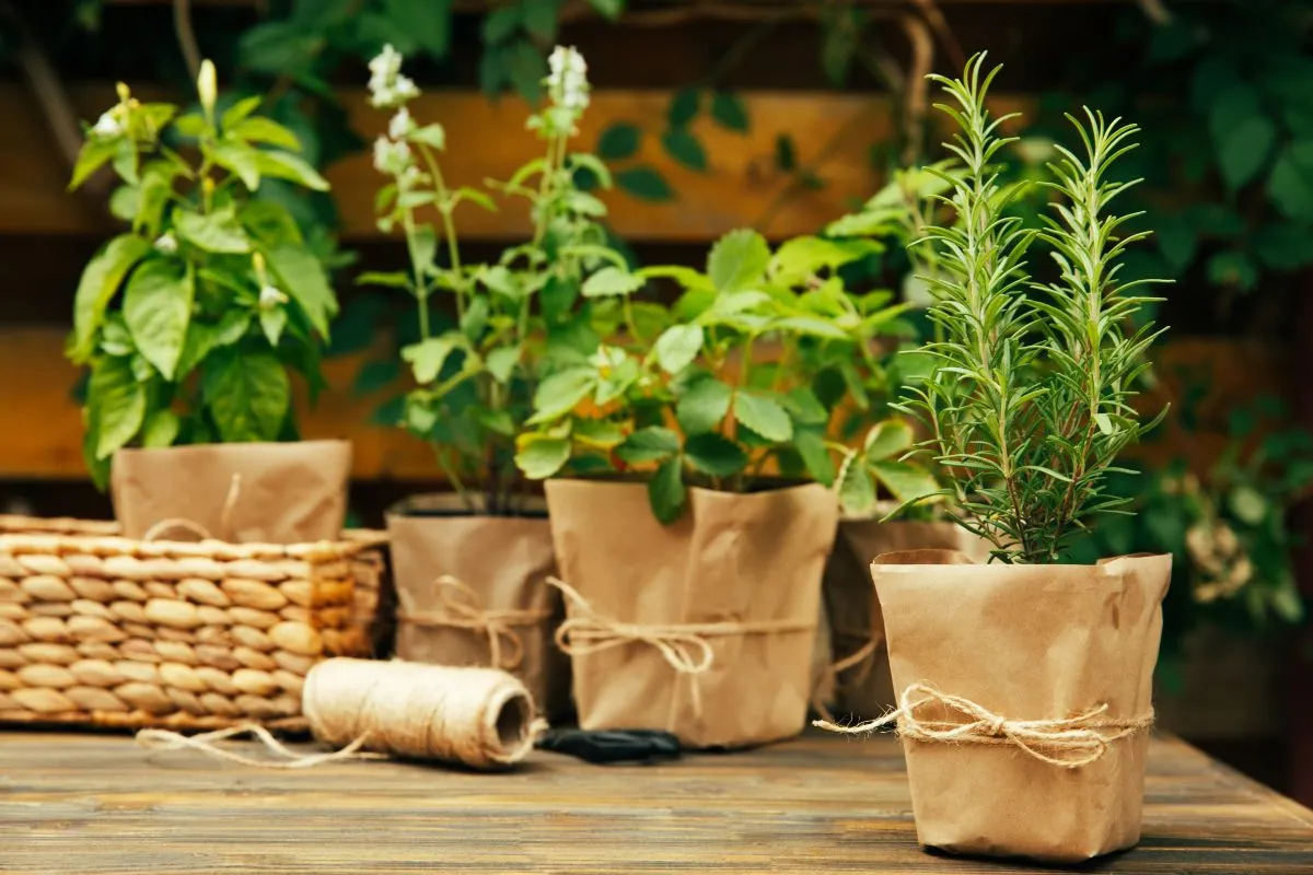 Segít spórolni a fűszernövények szaporítása.