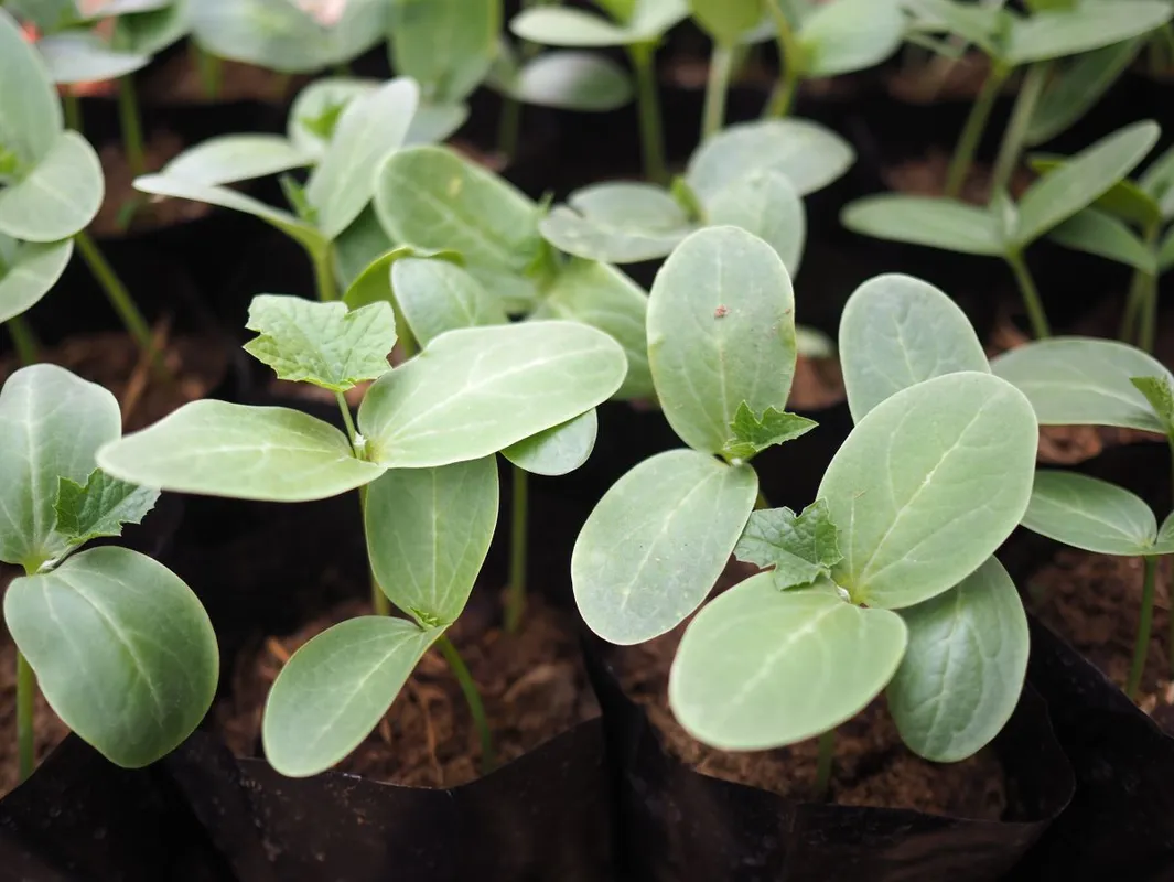 A palántázás legnehezebb része a csíráztatás.