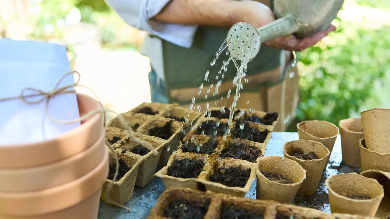 Indul a palántanevelés, ezzel a 3 maggal már kezdheted is