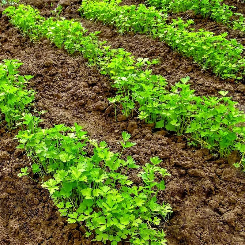 Bosszantó is lehet a petrezselyem termesztése a konyhakertben.